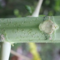 Carica papaya L.